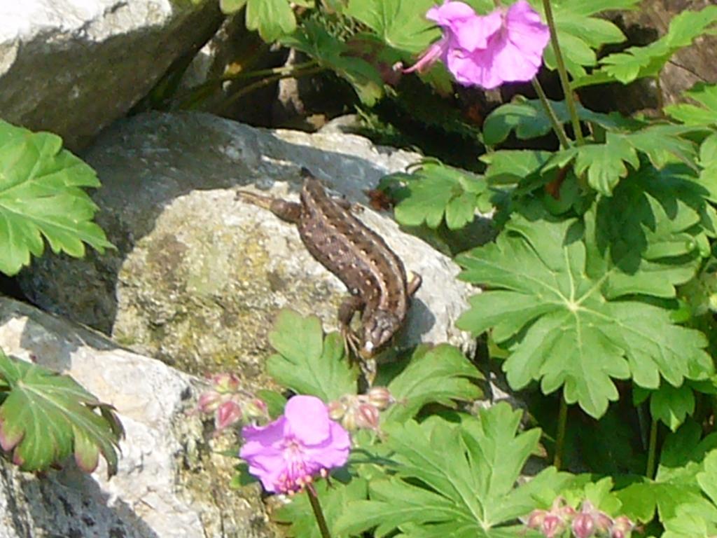 Reni'S Oase Am Bodensee Bed and Breakfast Kesswil Esterno foto